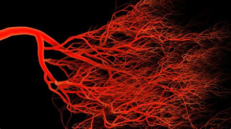 3d Printed Blood Vessels Offer New Possibilities For Testing Drugs