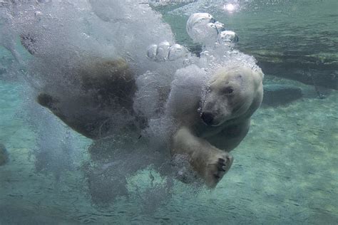 Polar Bear Swimming Underwater Photograph By San Diego Zoo Pixels