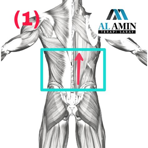 Masalah pada bantalan saraf tulang belakang atau saraf terjepit juga bisa menyebabkan nyeri pada pinggang sebelah kanan. >> Sakit pinggang sehingga tak dapat tegakkan badan! (Slip ...