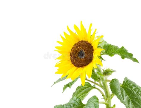Sunflower Flower Isloted On A White Background Sunflower With Leaves