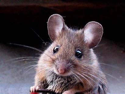 Mouse Wallpapers Mice Animals Ru Animal 7wallpapers