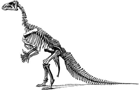 Download Free Photo Of Tyrannosaurusdinosaurfossilpaleontology