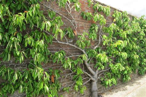 Espalier Fruit Trees Big Harvests In Small Spaces Epic Gardening