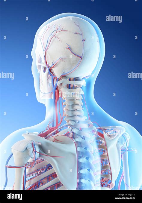 Ilustración 3d Prestados De Una Mans Anatomía Vascular De La Cabeza Y