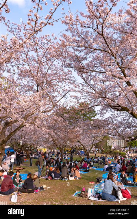 Shizuoka Festival Shizuoka Matsuri With Cherry Blossoms Shizuoka