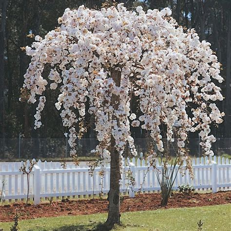 Buy Weeping Japanese Cherry Weeping Cherry Tree Prunus X Yeodensis