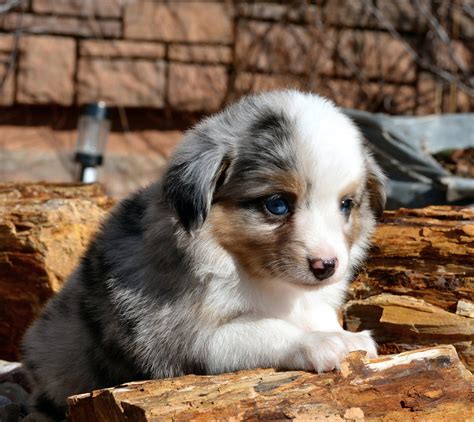 about the breed australian shepherd color country aussies