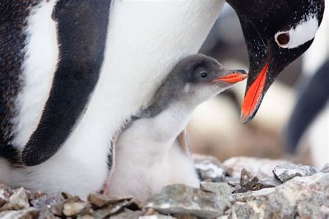 Due to the cool waters that flow through these countries penguins have been able to survive and prosper. 20 Black-and-White Facts About Penguins | Mental Floss