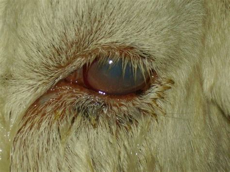 Esson specializes in eye care for animals and is board certified in. Easy Living the Hard Way: Eye Infection