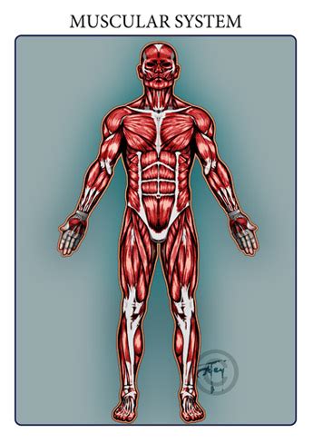 This is my first anatomy study. Human Anatomy charts @ Arkhamhaus Images