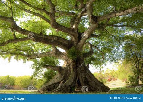 Peaceful Tree Stock Image Image Of Tranquility Roots 14352949