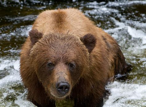 Jeremy Bears Bear Portraits