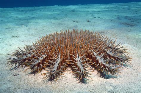 Crown Of Thorns Starfish Facts