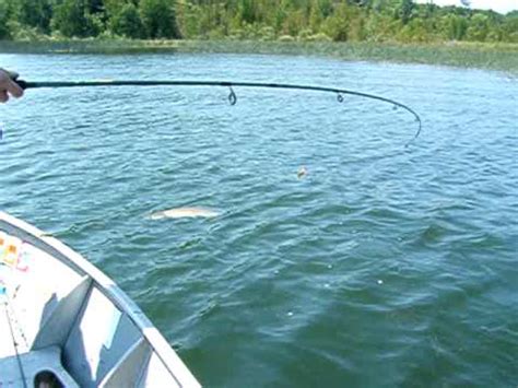 This species is closely related to squalus acanthias and for many years they were treated as a single species. Silver Lake , Michigan - Catch of the Day? BOWFIN! - YouTube
