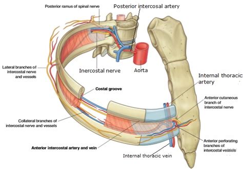 Pin By Tim Robertson On Nerve Anatomy Nerve Anatomy Arteries And