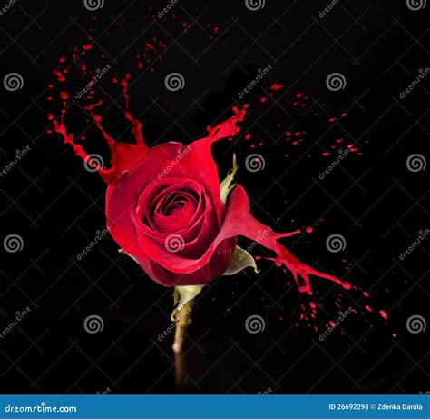 Red Rose Splashes Stock Photo Image Of Bright Contrasts 26692298