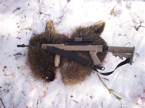 North American Porcupine Hunting Usa