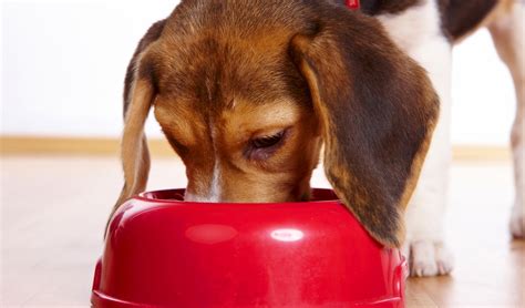 Their formula with chicken meal. Best Dog Food for Beagles: 5 Vet Recommended Brands ...