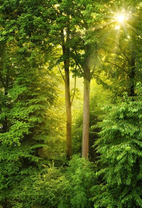 Download Laeacco Green Forest Mystic Trees Sunshine Portrait