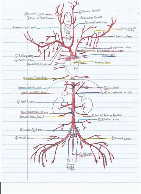Arteries And Veins Medical Anatomy Nursing Notes Diag
