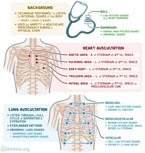 Auscultation What Is It How To Perform It And More Osmosis