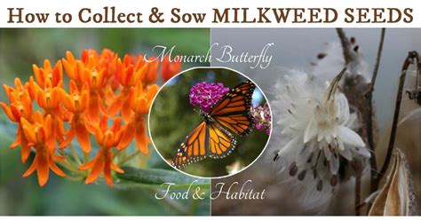 If the roots are clinging to the sides of the pot, you can rough up. How to Collect & Grow Milkweed Seeds (Asclepias) | Empress ...