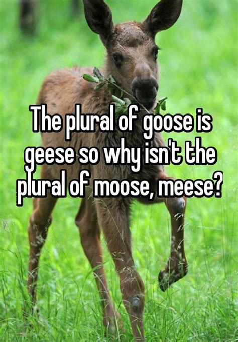 The Plural Of Goose Is Geese So Why Isnt The Plural Of Moose Meese