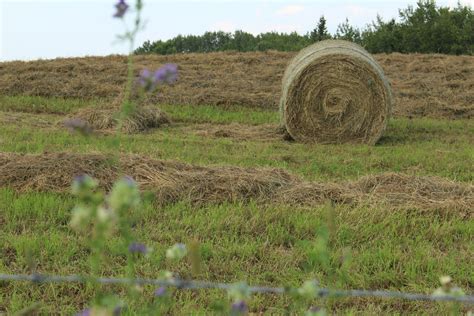 Cut Hay Bale Farm Lines Harvest Free Stock Photo Public Domain Pictures