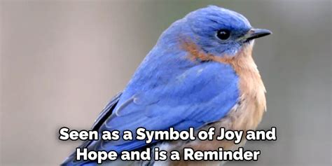 Eastern Bluebird Spiritual Meaning Symbolism And Totem Explained