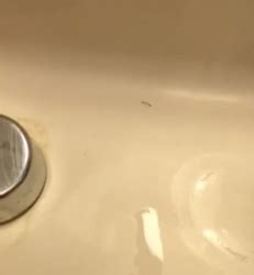 There is no reason to kill the beneficial. Tiny Worm in Bathroom Sink - All About Worms