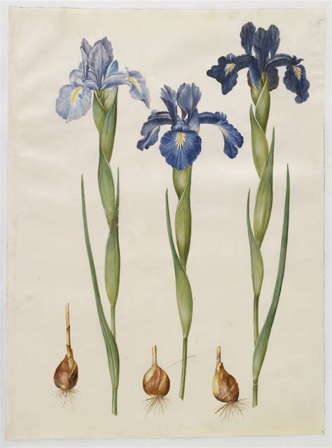 Iris Xiphioides 1000museums Botanical Drawings Botanical Prints Art