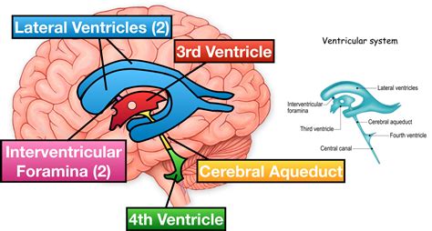 Ventricles Of The Brain Labeled Anatomy Function Csf Flow