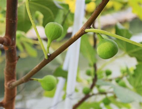 Membuat stamina lebih kuat saat olahraga secara historis, atlet yunani kuno makan bawang putih sebelum berlomba untuk meningkatkan kinerja. Khasiat Daun & Buah Tin Untuk Batu Ginjal | Bebeja.com