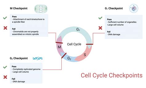 171 Cell Cycle Checkpoints College Biology I