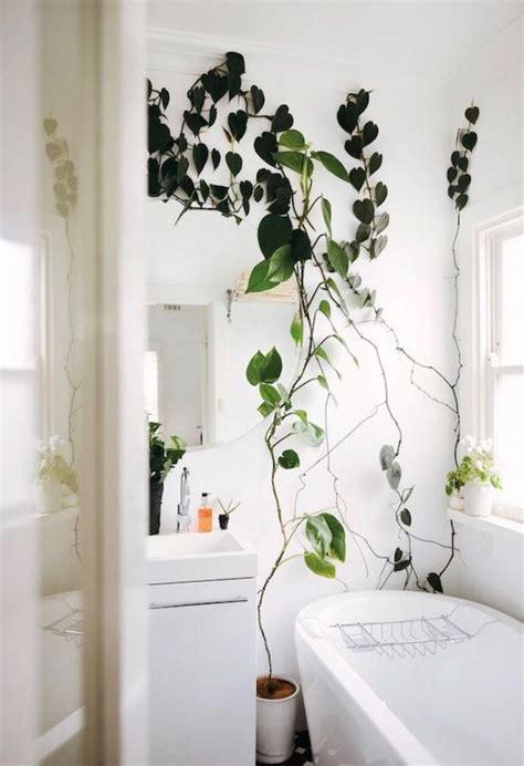 Marvelous Indoor Vines And Climbing Plants Decorations 25