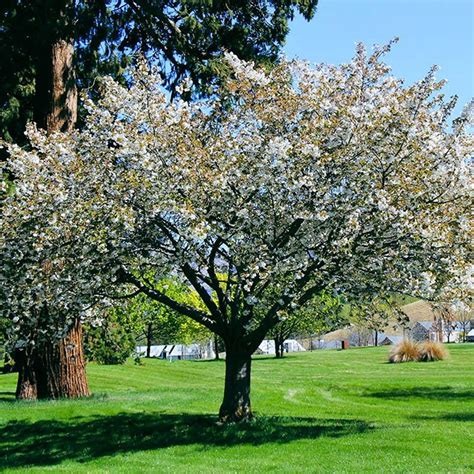 Prunus Serrulata Shirotae Mount Fuji Cherry Archipro Nz