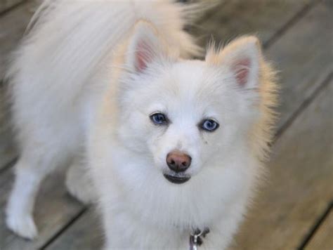 Adult Teacup Pomeranian Teacup Pomeranian