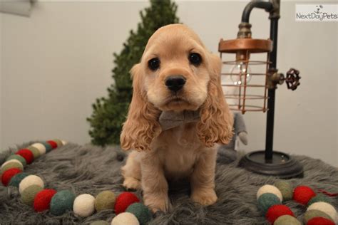 Cockalier (cocker spaniel / cavalier king charles spaniel) puppies for sale, we carry variety breed from toy to large breeds here. Frosty: Cocker Spaniel puppy for sale near Lancaster ...