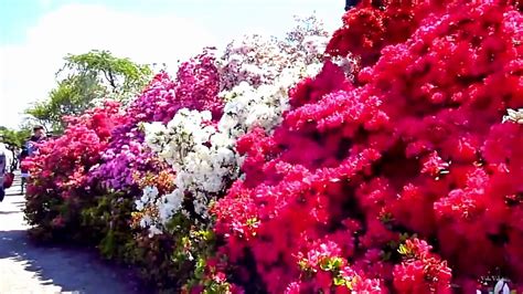 Most Beautiful Flower Wisteria Tree Tunnel Japan Youtube