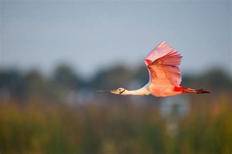 A Bright Pink Roseate Spoonbill Flying With Its Wings Stretched Out In