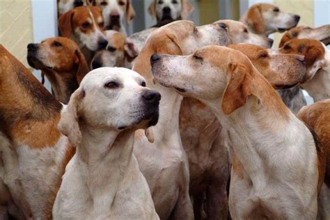 English Foxhound Hound Dog Breed K9 Research Lab