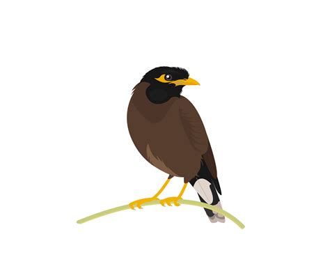 Songbird Common Blackbird Png File Png All