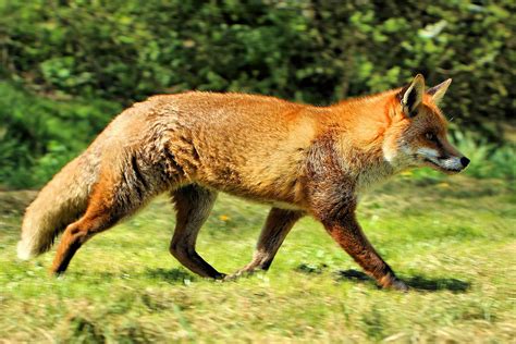 Red Fox Wikipedia