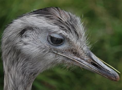 Greater Rhea Rhea Americana Black Isle Wildlife Park B Flickr