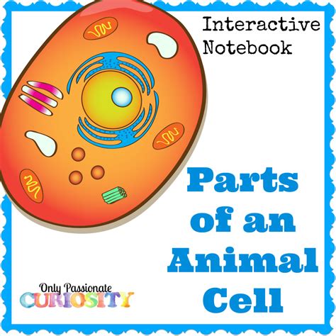 Animal Cell Interactive Notebook Only Passionate Curiosity