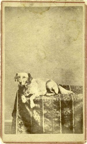 Abraham Lincolns Dog Fido History History Nerd Interesting History