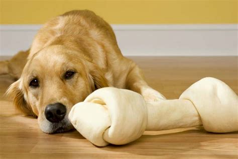 A Look At The Best Rawhide Dog Chews And Treats Fashion Imp