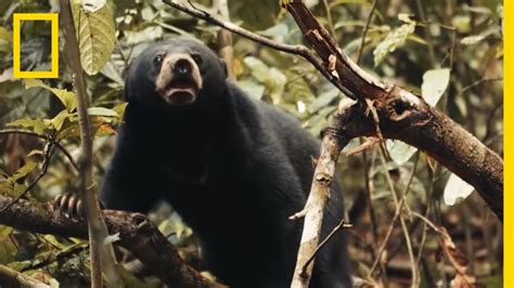 This Little Sun Bears World Is A Scary Place Short Film Showcase