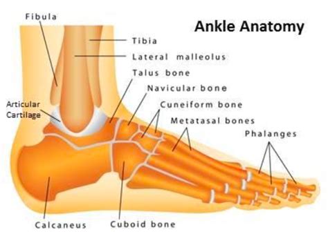 Ankle Fractures Core Em
