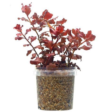 Ludwigia Ovalis Pink Bunch Aquasabi Aquascaping Shop